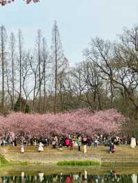 南京中山植物園北園賞櫻攻略！