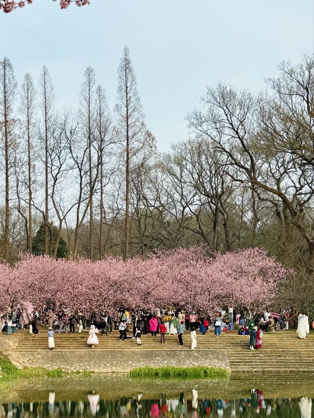 南京中山植物園北園賞櫻攻略！