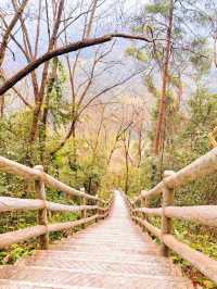 在九皇山的雲霧與山林間，尋一段詩意的時光