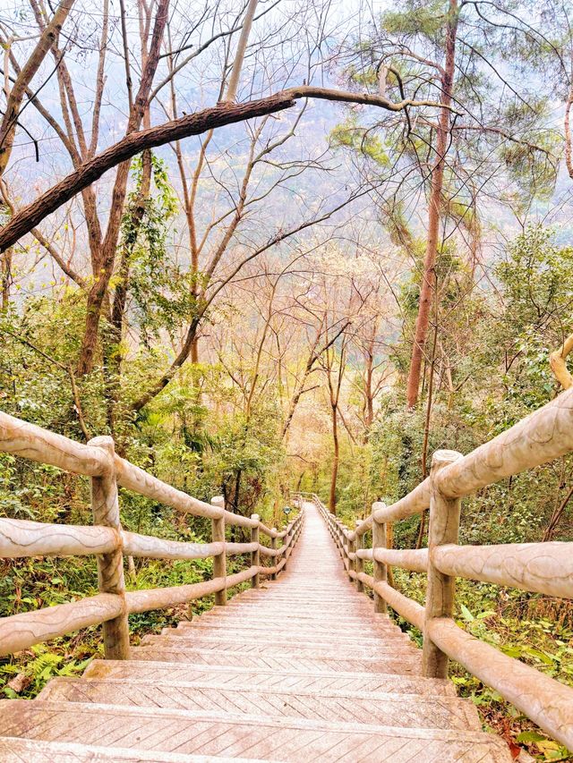 在九皇山的雲霧與山林間，尋一段詩意的時光