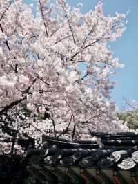 三姓櫻語，春色如詩