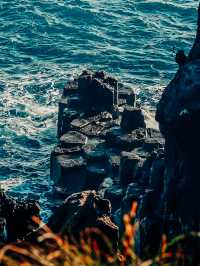 清明節去西歸浦賞油菜花 | 韓國濟州島