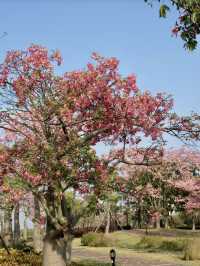 花海如夢，綿延心間
