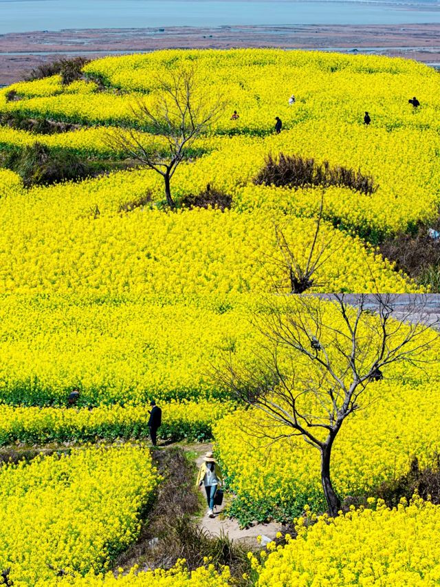 台州油菜花賞花攻略‖打卡避雷攻略