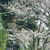 福岡3.27速報🌸九州竟然開了！做第一批「櫻花難民」