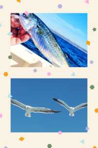 奔赴聖地牙哥：解鎖海釣盛宴，邂逅舌尖與視覺。