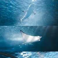 廣州拍照｜藏在廣州正佳極地海洋公園的夢幻海洋世界🐋