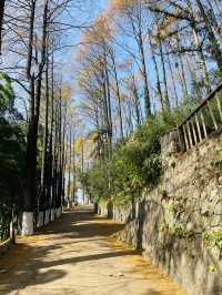 莫干山竹林秘境