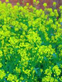 羅平春日限定 | 金雞峰叢賞油菜花攻略
