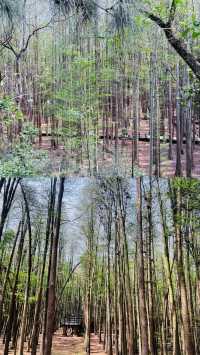 青山湖畔春日盛宴：水上森林奇觀與環湖秘境全攻略