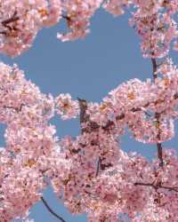 東京タワーと桜の絶妙なコラボレーション 🌸🗼