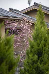 以玉蘭之名，展開一場泉暖花香的療癒之旅——