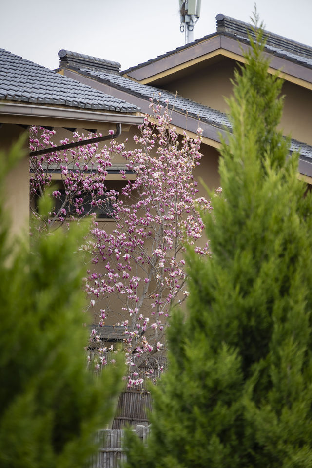 以玉蘭之名，展開一場泉暖花香的療癒之旅——