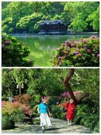 西湖賞花｜孤山公園杜鵑花滿開啦4月17日杭州剛回