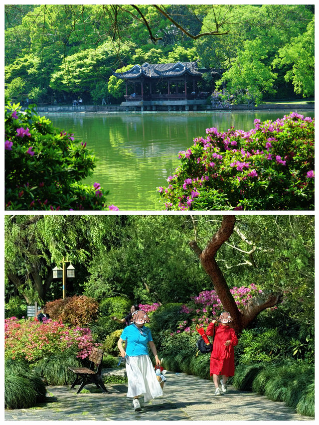 西湖賞花｜孤山公園杜鵑花滿開啦4月17日杭州剛回