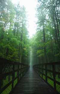 # 杭州青山湖水上森林旅遊攻略 | 森系大片與避坑指南