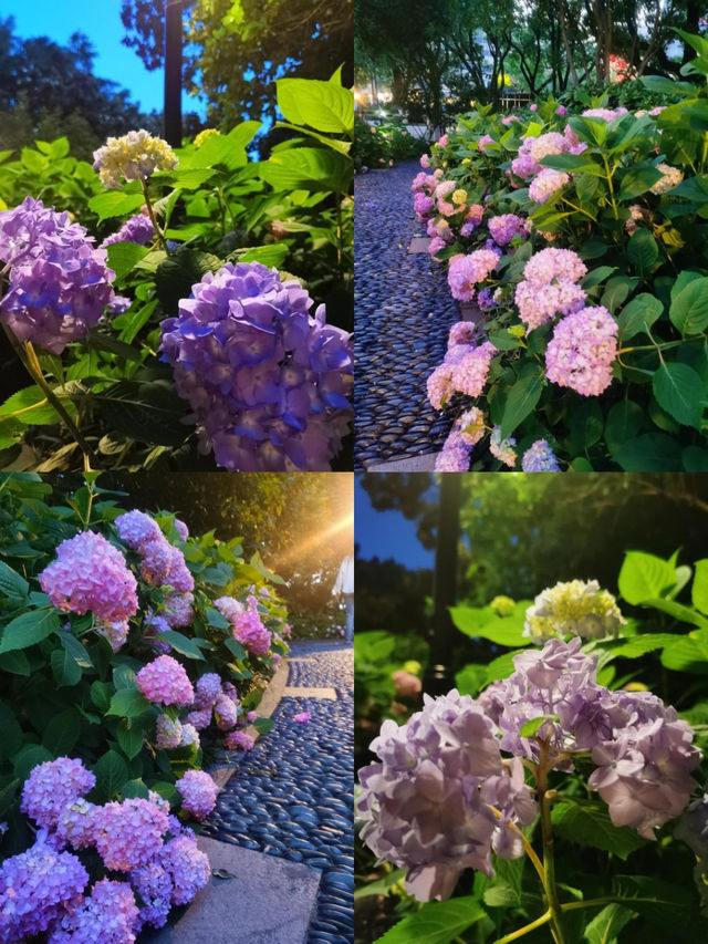 常州五一期間的賞花攻略