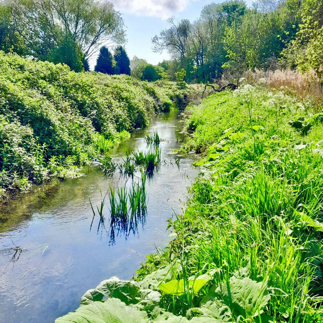 River Freshney: A Hidden Wildlife Gem in Grimsby