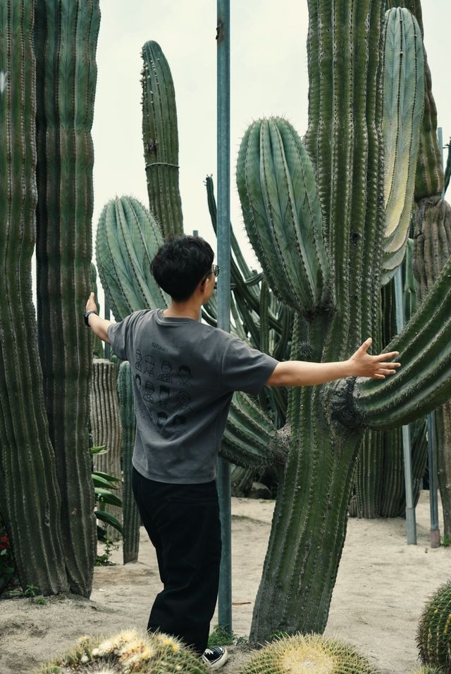廈門植物園｜多肉區可以有幾好影！