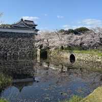 🌸福岡五鶴公園櫻花秘境一日行｜承包專屬粉色浪漫