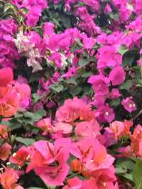 深圳限定浪漫！蓮花山簕杜鵑花展美到窒息🌸
