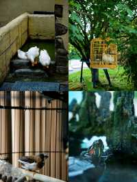 綿陽喜來登度假攻略｜成都周邊嘅「小千島湖」