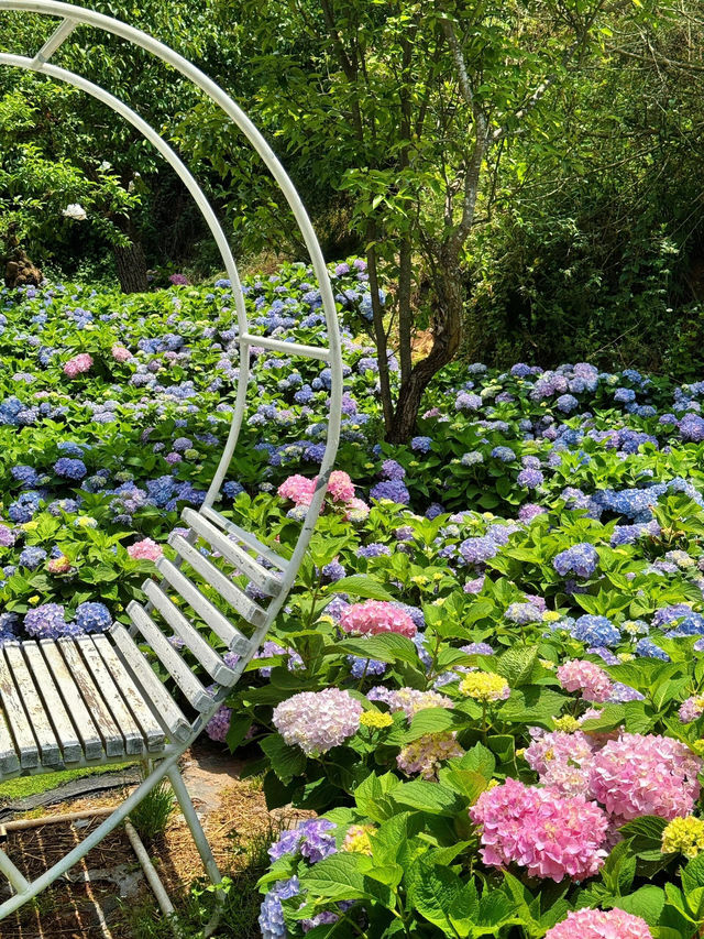 昆明西山名花谷：繡球花的夢幻王國