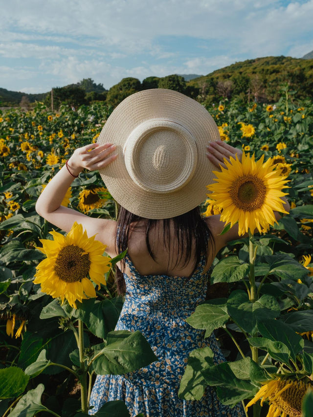 一秒走進梵高畫框！🌻西麗湖向日葵花海拍大片攻略來啦～