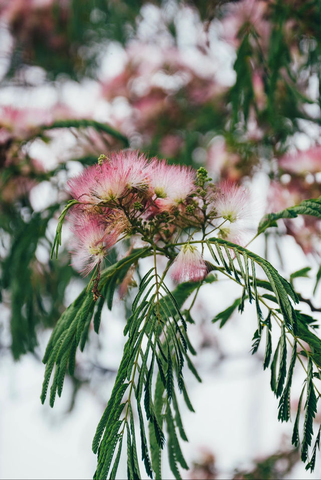 合歡花開| 這抹粉霧藏著初夏的浪漫