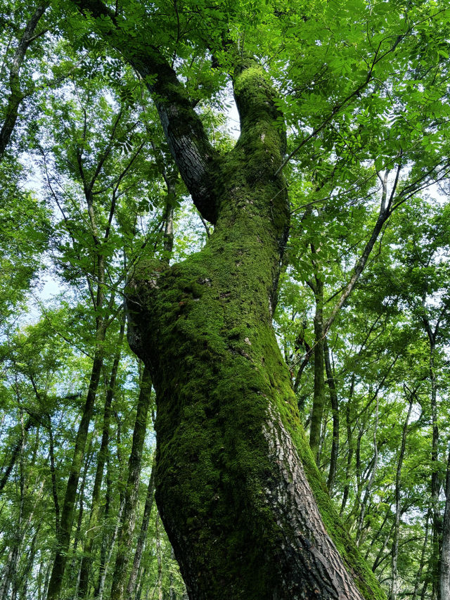 西溪南——隱於古村，眠於自然