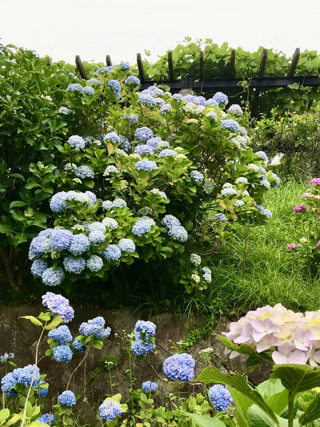 #多摩川台公園嘅繡球花