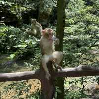 Detailed 2 Day (of 4) Itinerary for Zhangjiajie - Zhangjiajie National Forest Park