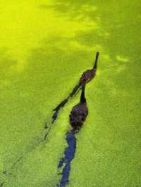 The Truth about the "Matcha Lake" in Qingshanhu