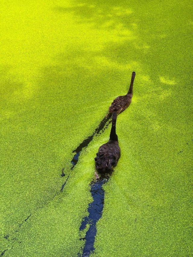 The Truth about the "Matcha Lake" in Qingshanhu