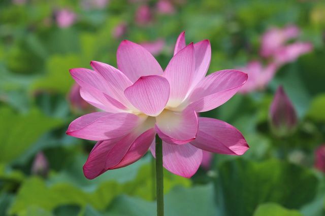 #普者黑旅行攻略 #雲南普者黑荷花 要睇最靚荷花千祈唔好等到七月中旬！本地人，全係本人自己影嘅，最靚荷