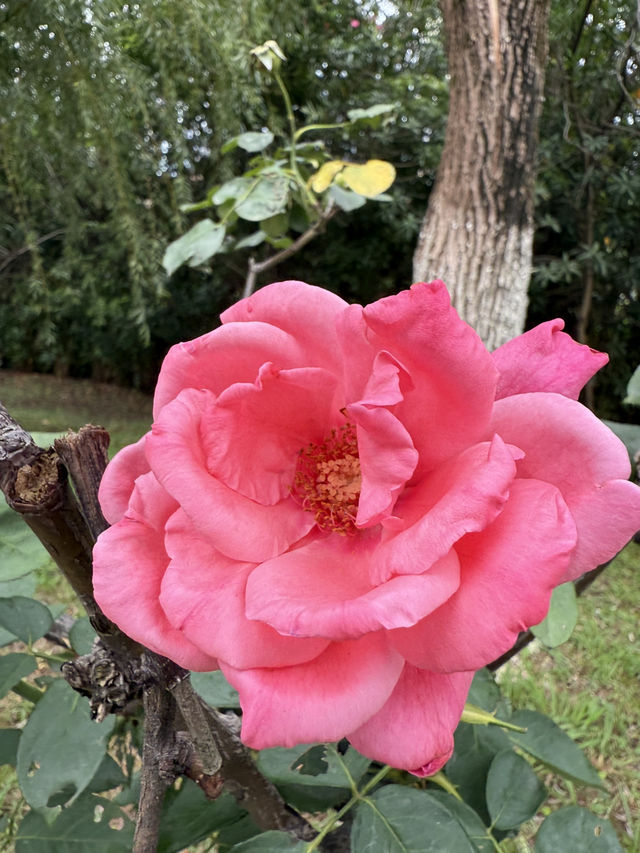 南昌艾溪湖濕地公園超全打卡攻略✨