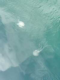 金鯧魚之都「湛江」捕撈現場帶你睇