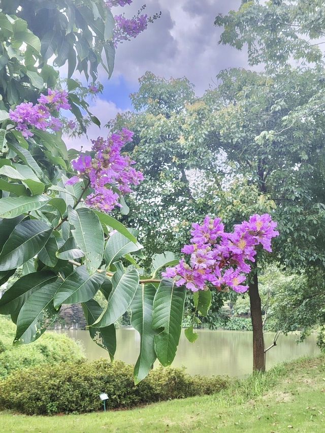 清遠森波拉度假森林現實版綠野仙蹤！