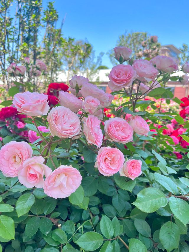 秦皇島呢片花海秘境，藏住我心目中嘅理想週末