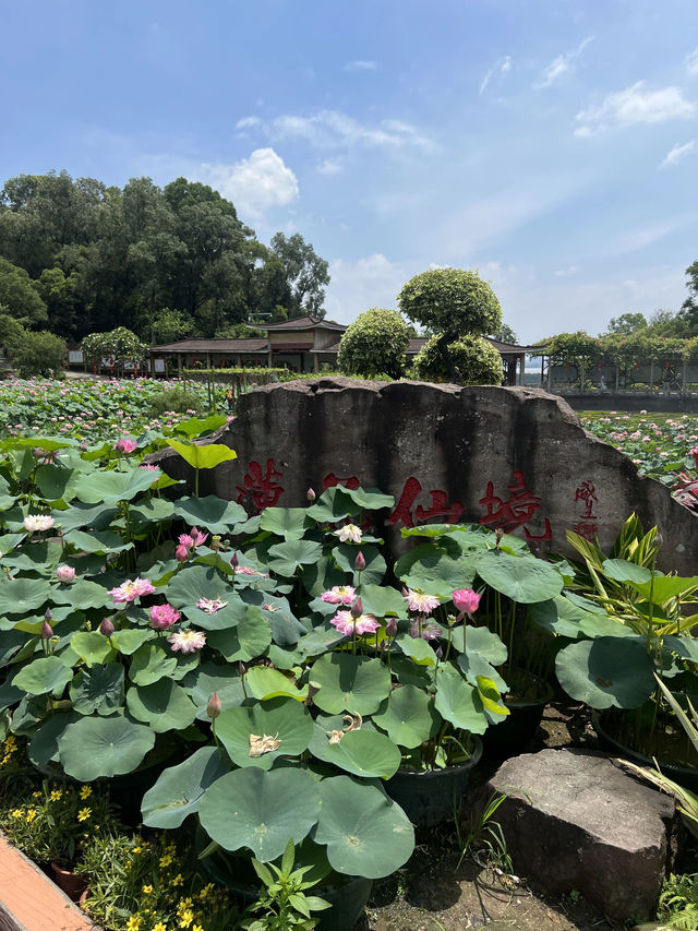 盛夏時節，一定要去一趟廣州蓮花山啊