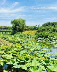 誤入莫奈花園！上海閔行浦江鎮牌樓村賞荷攻略