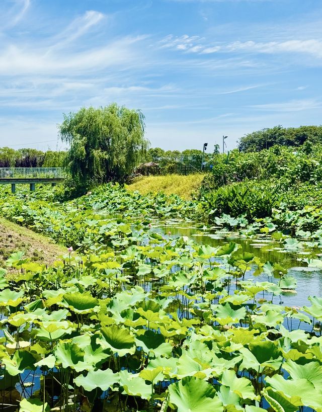 誤入莫奈花園！上海閔行浦江鎮牌樓村賞荷攻略