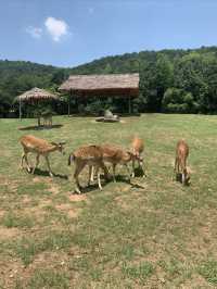 湖州龍之夢動物世界 | 沉浸式親子遊&動物探秘指南