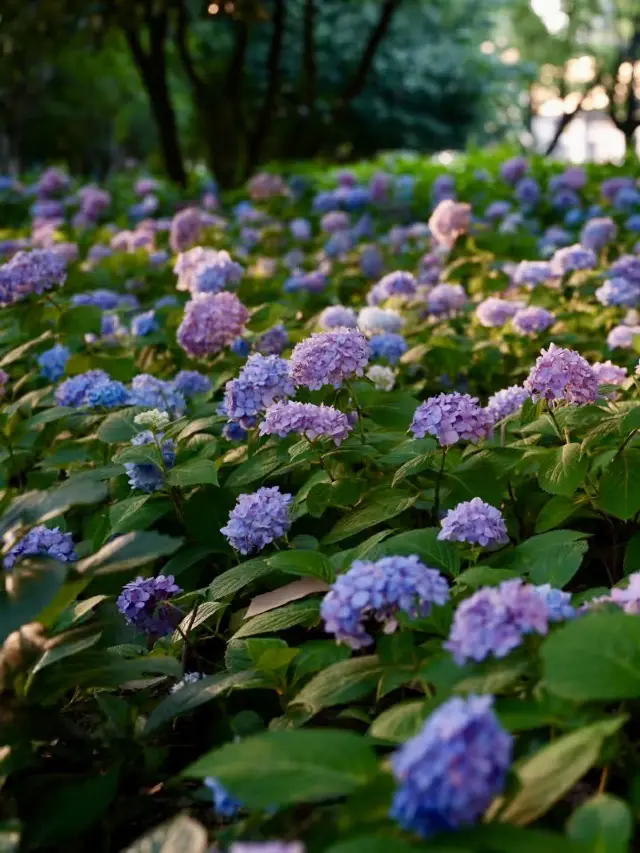山海之間的花之祕境