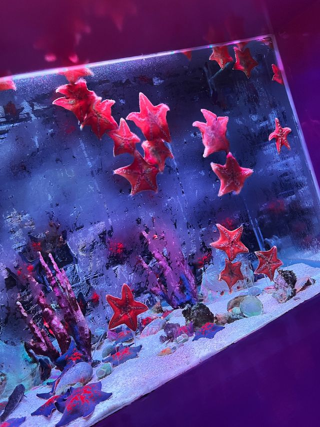 秦皇島親子遊天花板！3天玩透黃金海岸+阿那亞