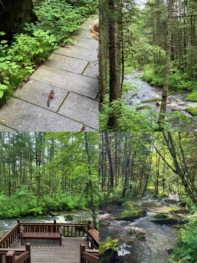 不是奈良！東北藏著21℃避暑遛娃地，3天2晚帶娃闖進森林童話