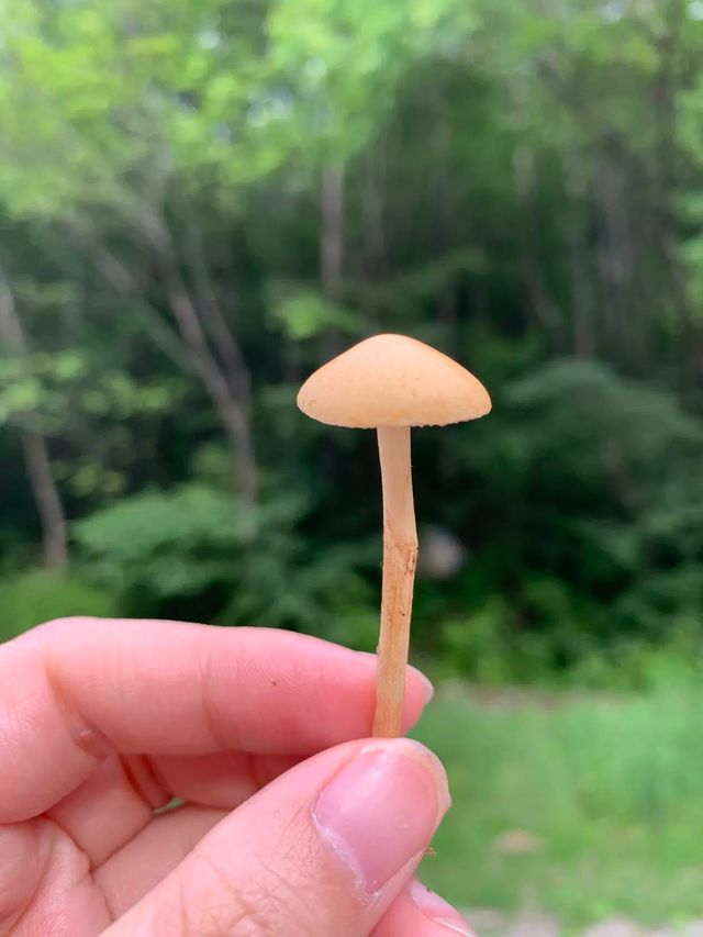長春神鹿峰全攻略高空項目+梅花鹿互動，週末遊好去處！