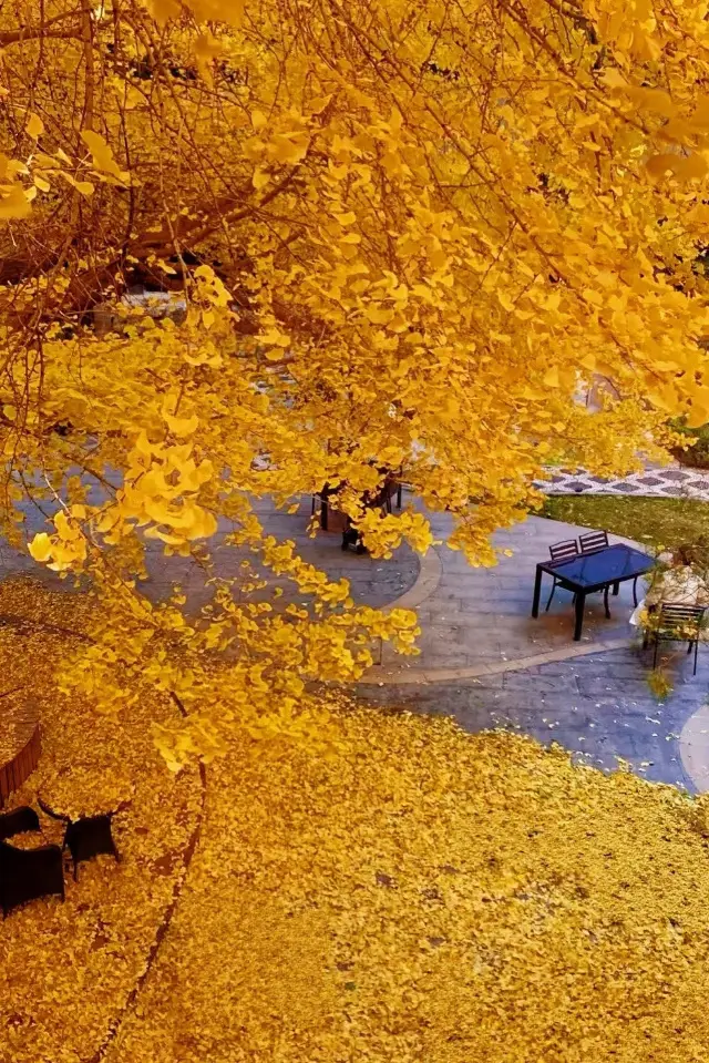 來北京賞秋，看這6條路線就夠！（合集）