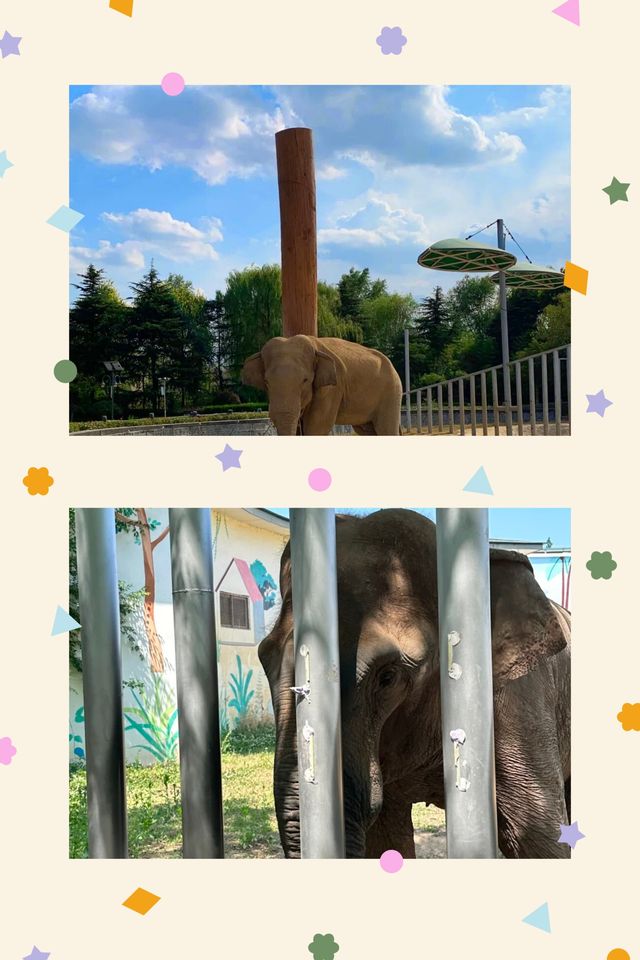 臨沂動植物園：藏在城央的自然秘境   當沂沭河畔的微風掠過竹林，大熊貓銀柯正捧著竹筍悠閒進食；猛獸區