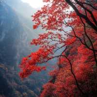 堪比香山紅葉的地方—四川光霧山